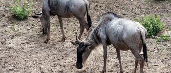 Zoo di Napoli, tragedia sfiorata sotto gli occhi dei visitatori