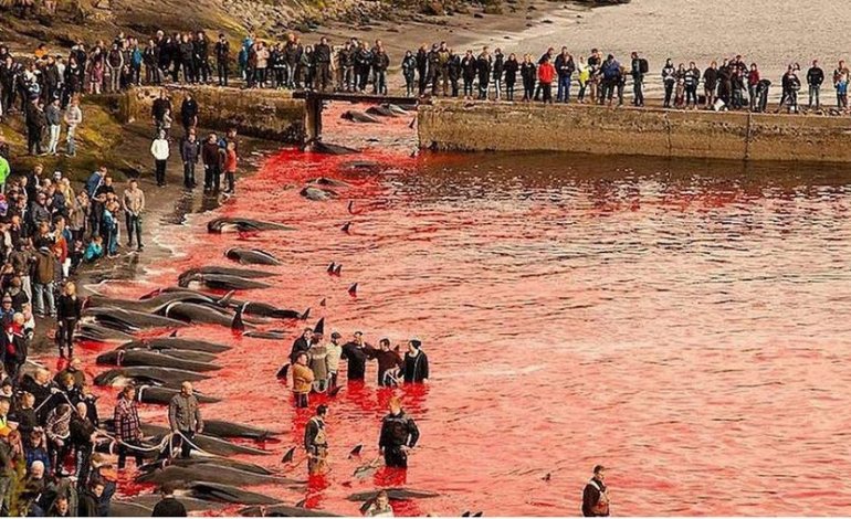 Operazione Bloody Fjords: Sea Shepherd dichiara guerra al grind ​
