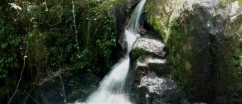 Honduras, abbattuti 24 kmq di foresta del Parco nazionale La Tigra