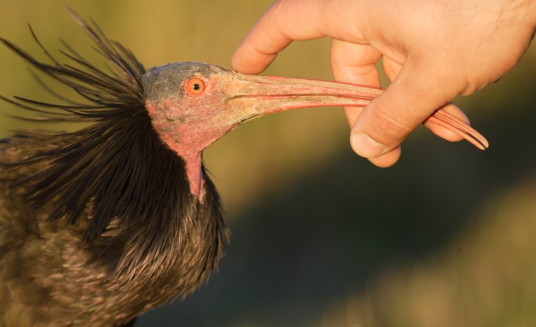 Dopo tre secoli l’ibis eremita torna in Europa