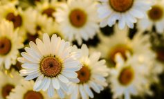 I fiori che curano: la margherita