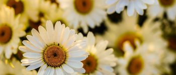 I fiori che curano: la margherita