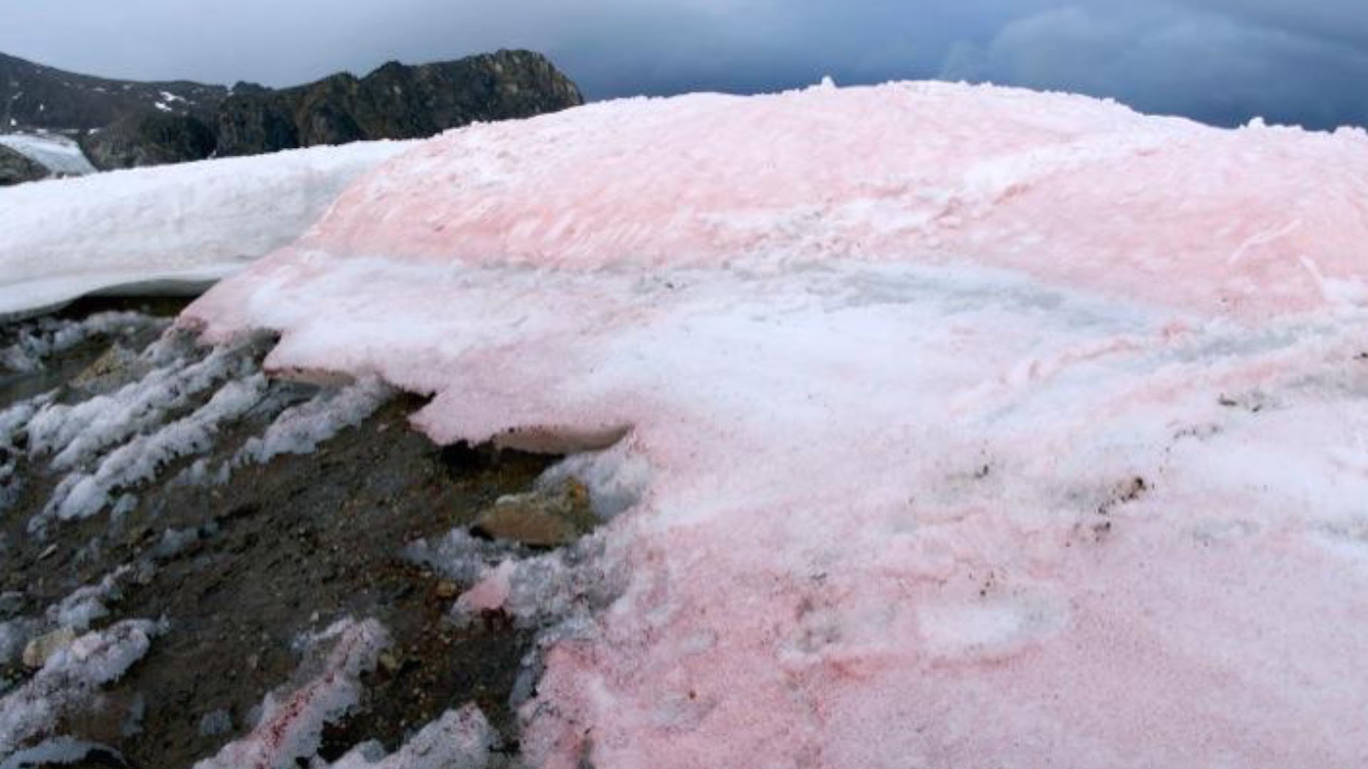 Neve rosa all'Artico. Ecco perché è successo e le conseguenze