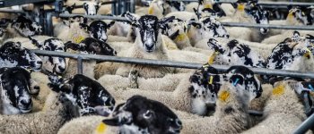 Pecore maltrattate per la lana cilena 