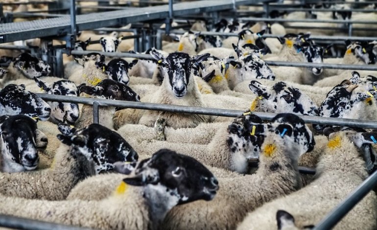 Pecore maltrattate per la lana cilena “Made in Italy”