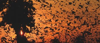 Spettacoli della natura: il grande raduno dei pipistrelli