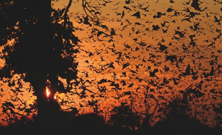 Spettacoli della natura: il grande raduno dei pipistrelli