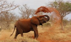 Tra sei anni in Tanzania potrebbero sparire gli elefanti ​