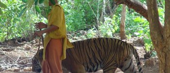 Orrore al tempio dei monaci: nel congelatore trovate 40 carcasse di tigri