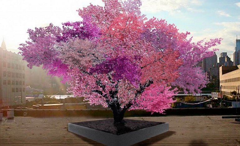 Ecco l’albero su cui crescono 40 tipi differenti di frutta