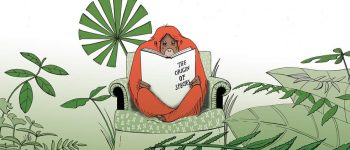Deforestazione, zoo e bracconaggio: il futuro incerto dell'orango