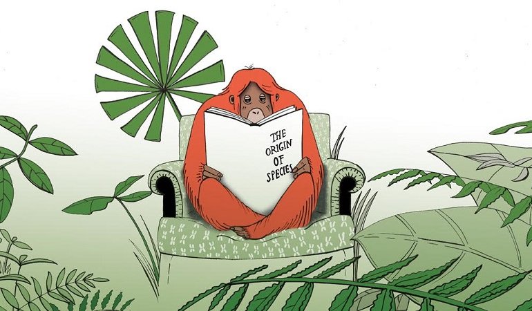 Deforestazione, zoo e bracconaggio: il futuro incerto dell’orango