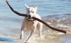 In spiaggia con il cane: ecco gli accorgimenti da seguire