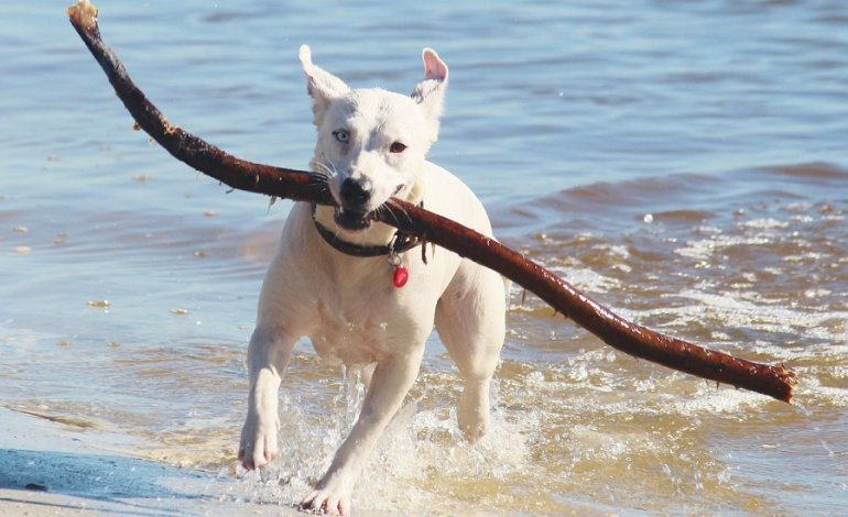 In spiaggia con il cane: ecco gli accorgimenti da seguire