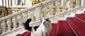 I gatti dell’ Hermitage: task force felina nella terra degli Zar