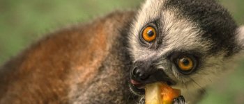 Il comportamento dei lemuri è incredibilmente uguale al nostro