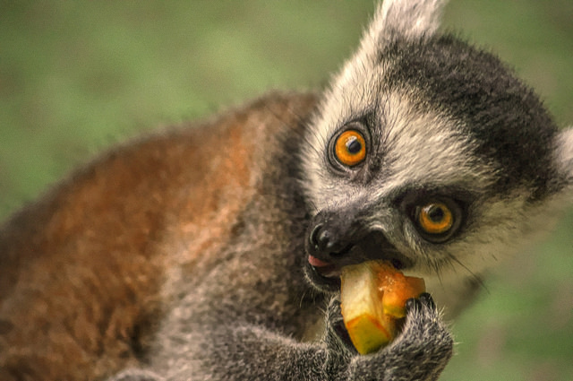 Il comportamento dei lemuri è incredibilmente uguale al nostro