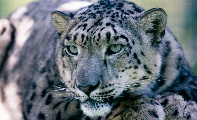 La popolazione di leopardo delle nevi è maggiore di quanto stimato