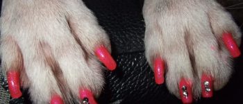Manicure e smalto per i cani, la nuova moda