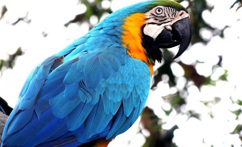 Il pappagallo che bestemmia salvato…dalle suore