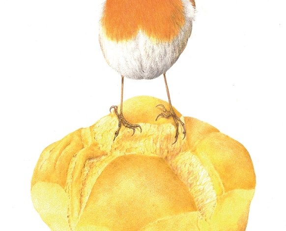 Il pettirosso, uccello dall’inconfondibile piumaggio