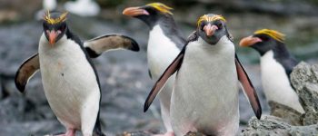 La colonia di pinguini più grande del mondo a rischio per un vulcano