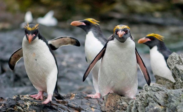 La colonia di pinguini più grande del mondo a rischio per un vulcano