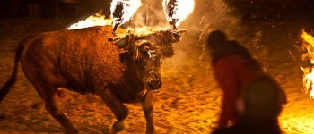 Valencia mette al bando la pratica del toro embolado
