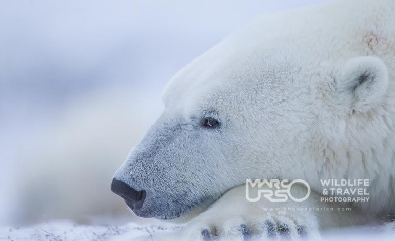La lunga attesa dell'orso polare prima della caccia