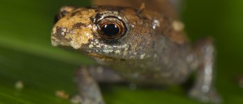 Trovarsi nella foresta faccia  a faccia con la salamandra