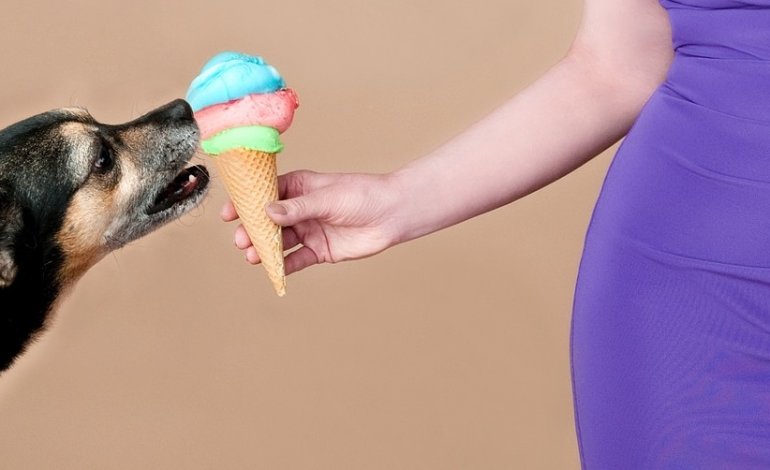 Cono oppure coppetta: il cane che ama il gelato