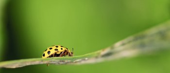 La guerra ai pesticidi si combatte con gli insetti sterili