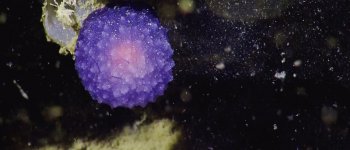 Misteriosa sfera viola avvistata in mare: di cosa si tratta?​