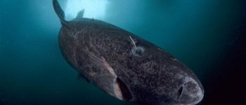 Ecco come ha potuto lo squalo della Groenlandia vivere 400 anni