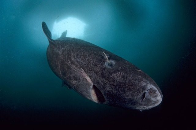 Ecco come ha potuto lo squalo della Groenlandia vivere 400 anni