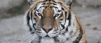 La vergogna delle tiger farm, dove le tigri vengono allevate per essere uccise