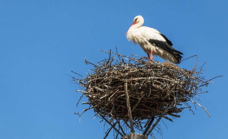 Buone notizie per 250 specie di Uccelli nidificanti in Italia