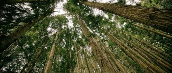 Come gli alberi difenderanno il nostro futuro