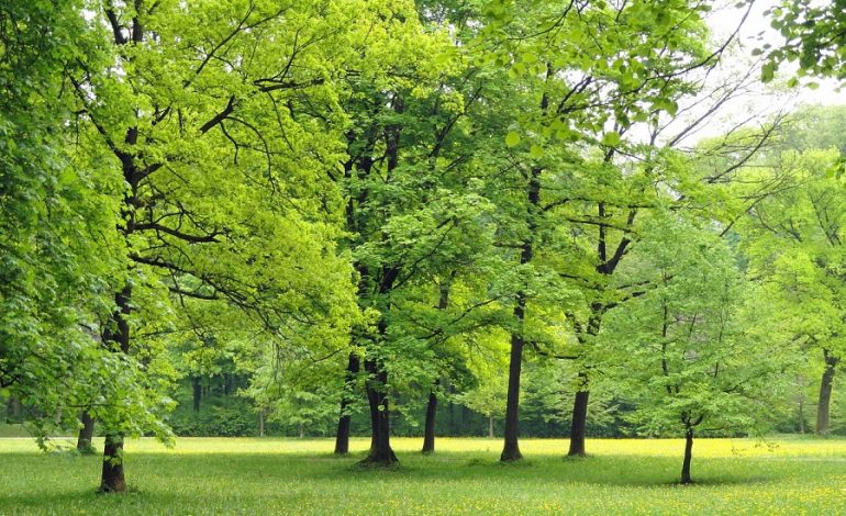 C’è vita oltre la vita: diventare alberi dopo la morte
