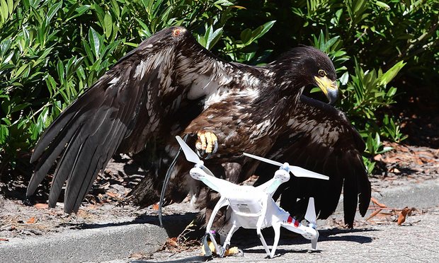 Aquile addestrate per abbattere i droni ​