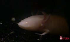 Axolotl, l'anfibio che gli Aztechi consideravano una divinità
