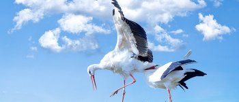 Cicogna bianca: 55 nuovi nati in Calabria
