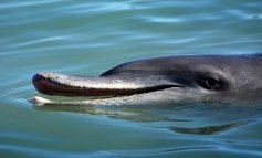 I delfini sono in grado di fare vere e proprie conversazioni