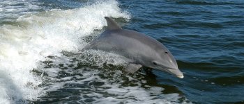 Friend of the Sea, l'avvistamento dei delfini diventa certificato