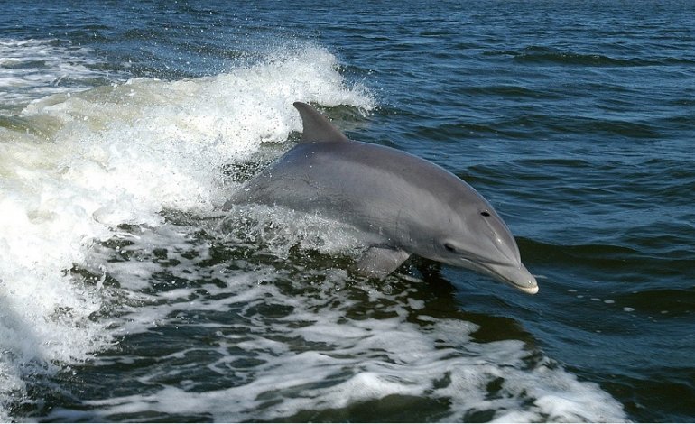 Friend of the Sea, l’avvistamento dei delfini diventa certificato