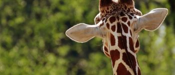 Giraffa: non una ma quattro specie!