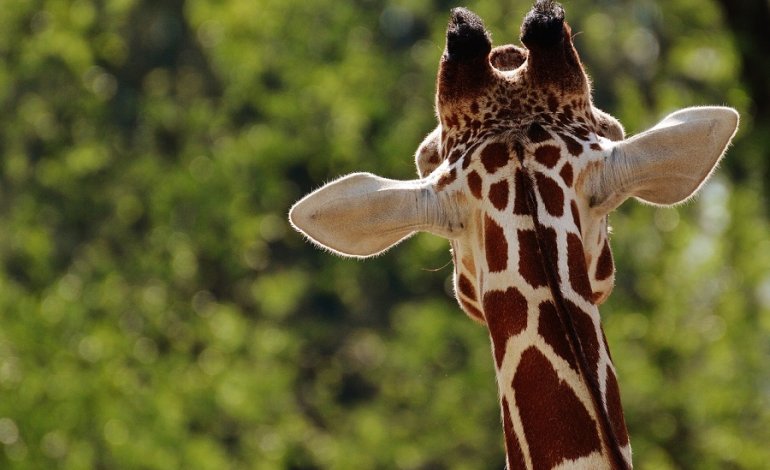 Giraffa: non una ma quattro specie!