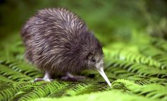 La Nuova Zelanda dichiara guerra alle specie invasive: via entro il 2050