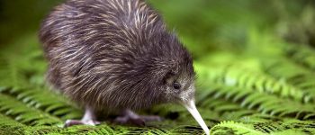 La Nuova Zelanda dichiara guerra alle specie invasive: via entro il 2050