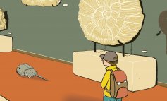 Fossili morenti: quale futuro per il limulo?